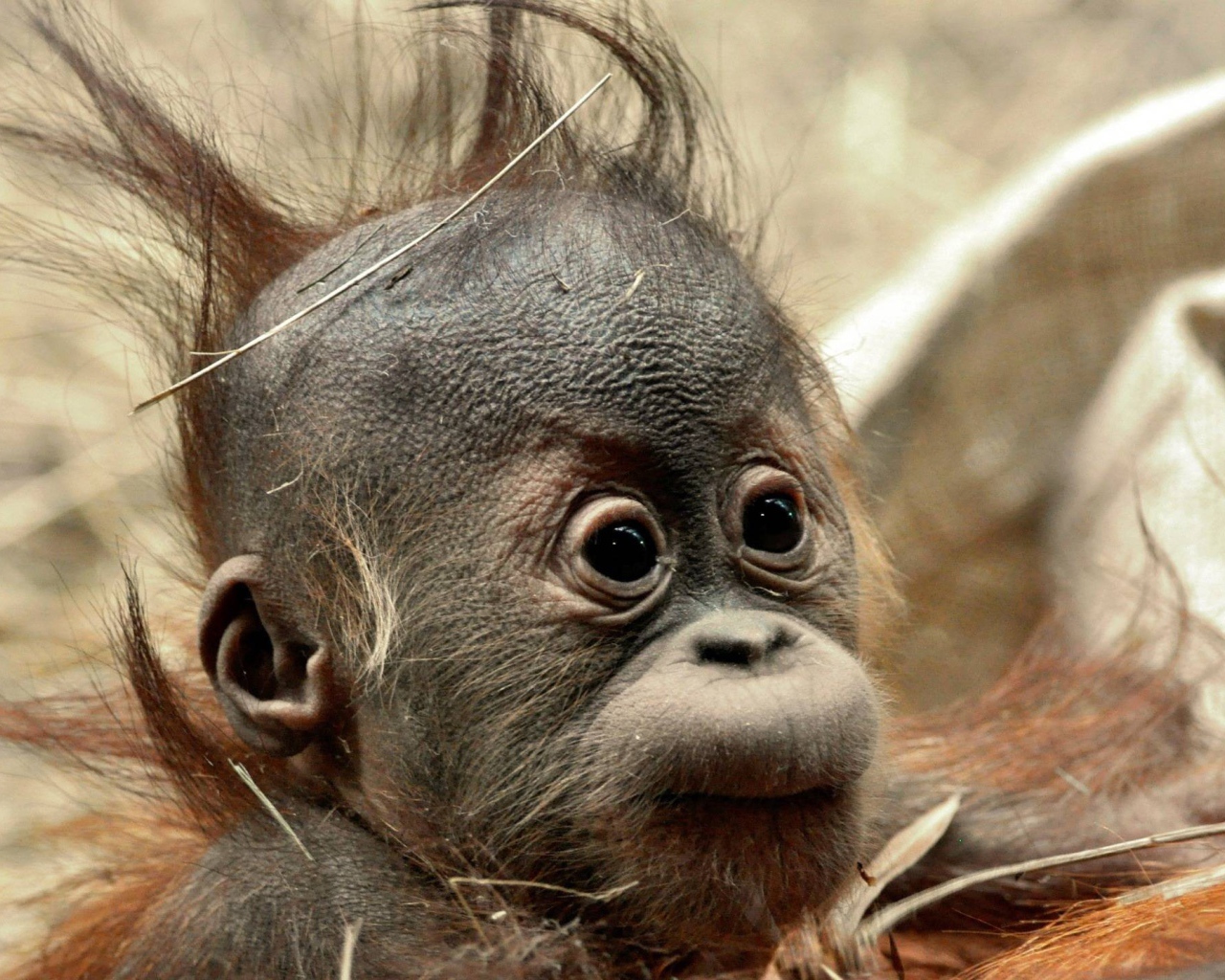 Детеныш обезьяны шимпанзе