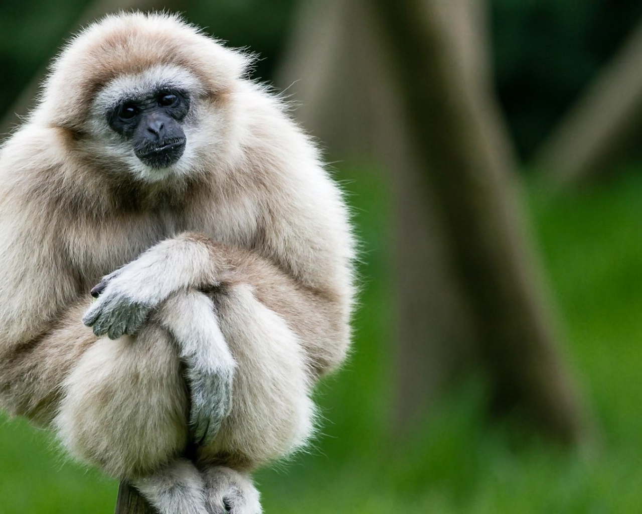 Милый белый гиббон