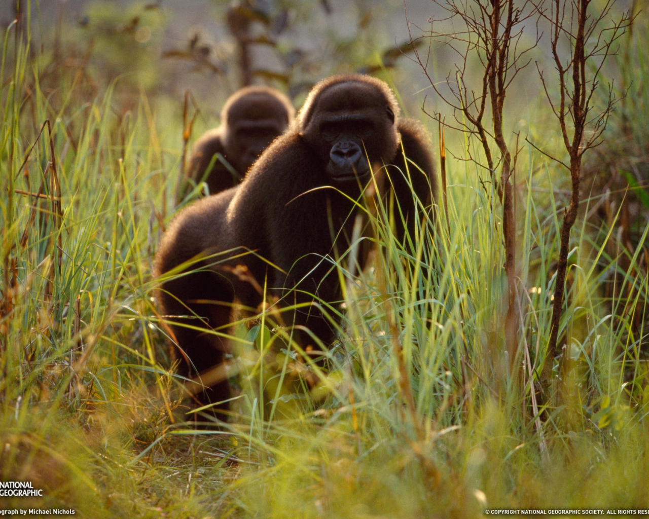 Гориллы прячутся в траве