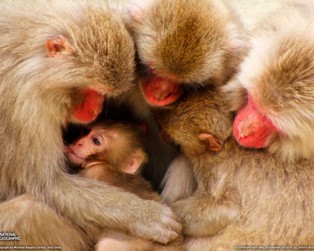 Дружная семья обезьян