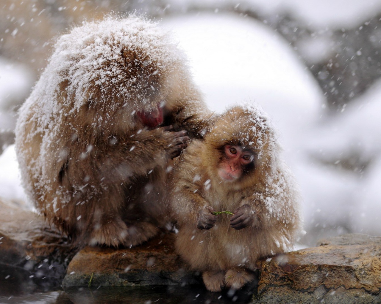 Японские макаки на снегу