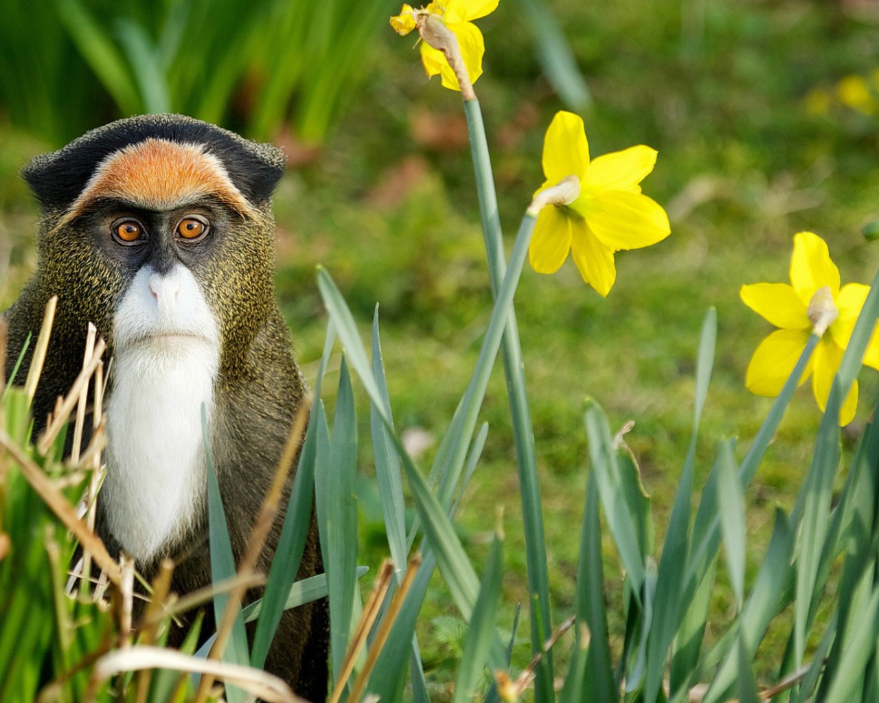 Обезьяна среди цветов