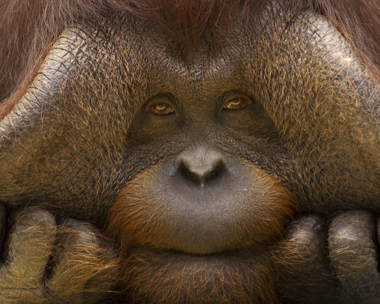 Грустное лицо орангутанга