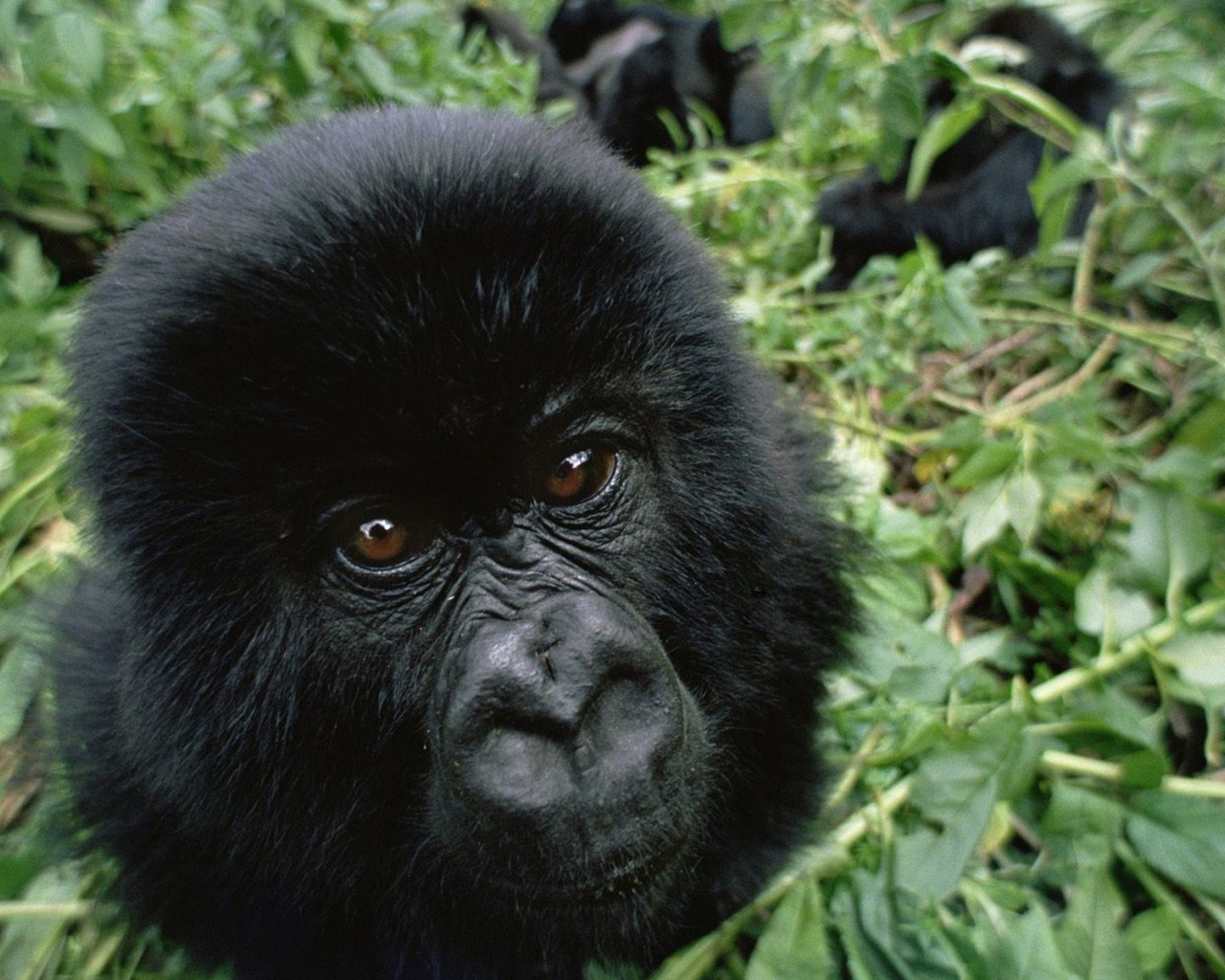 Черная обезьяна среди зарослей