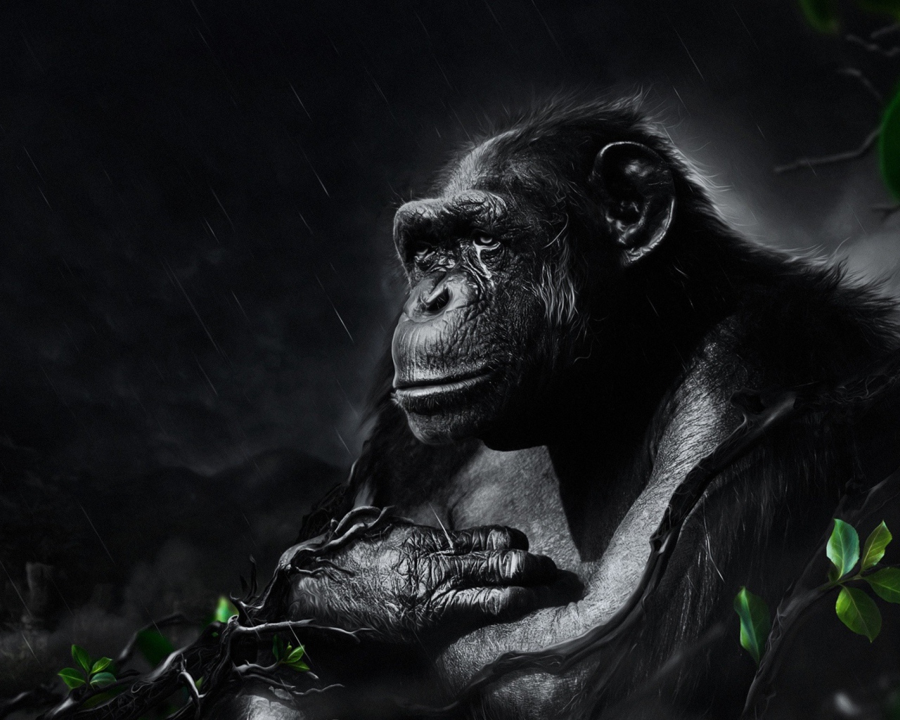 Черная обезьяна под ночным дождем