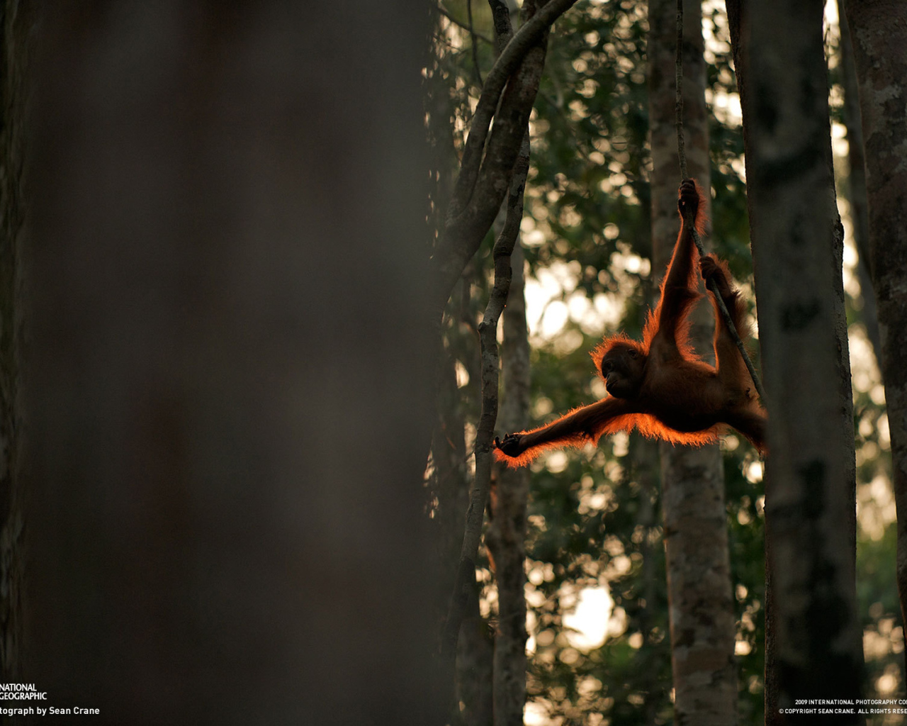 Обезьяна акробат