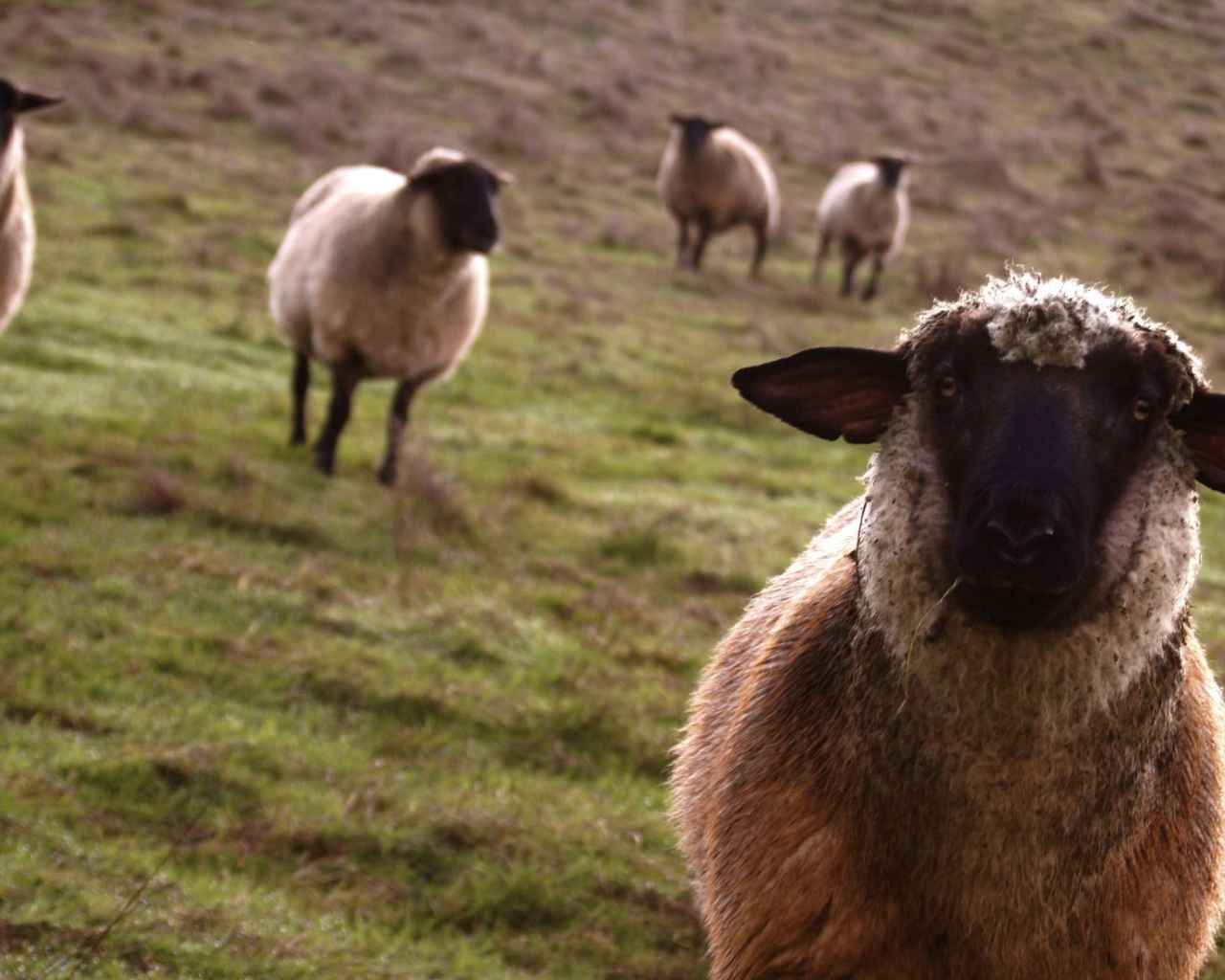 Несколько овец на пастбище