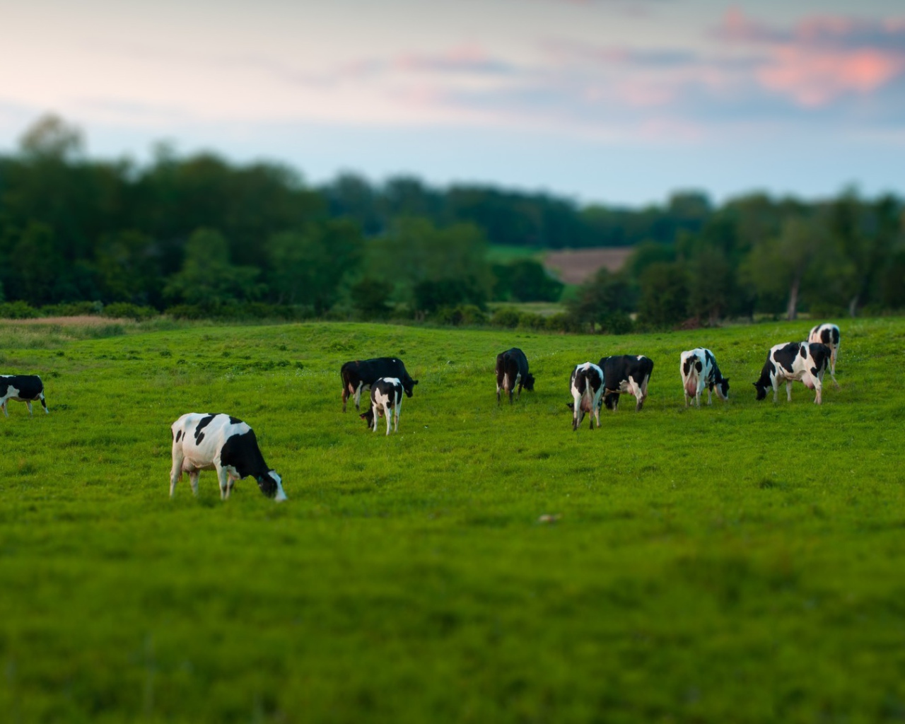 Стадо коров на пастбище