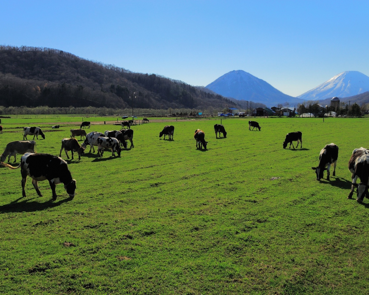 Стадо коров на ухоженном пастбище