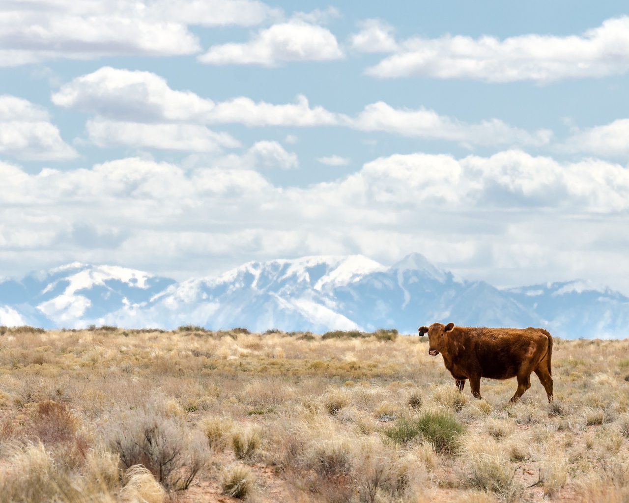 Коричневая корова на горном пастбище