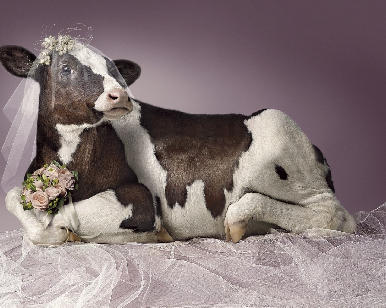 Cow in the role of the bride
