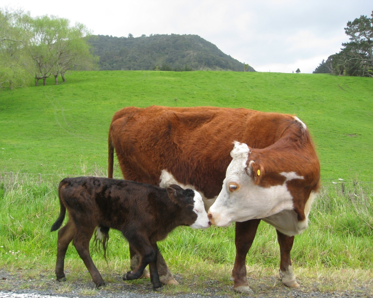 Корова с черным теленком