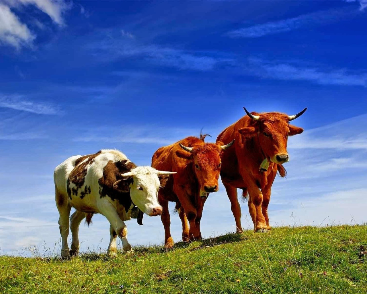 Коровы разных пород на поле