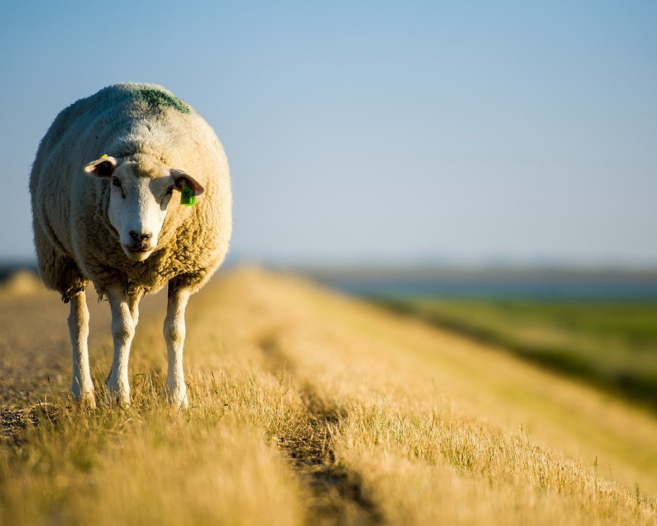 Овечка стоит на обочине дороги