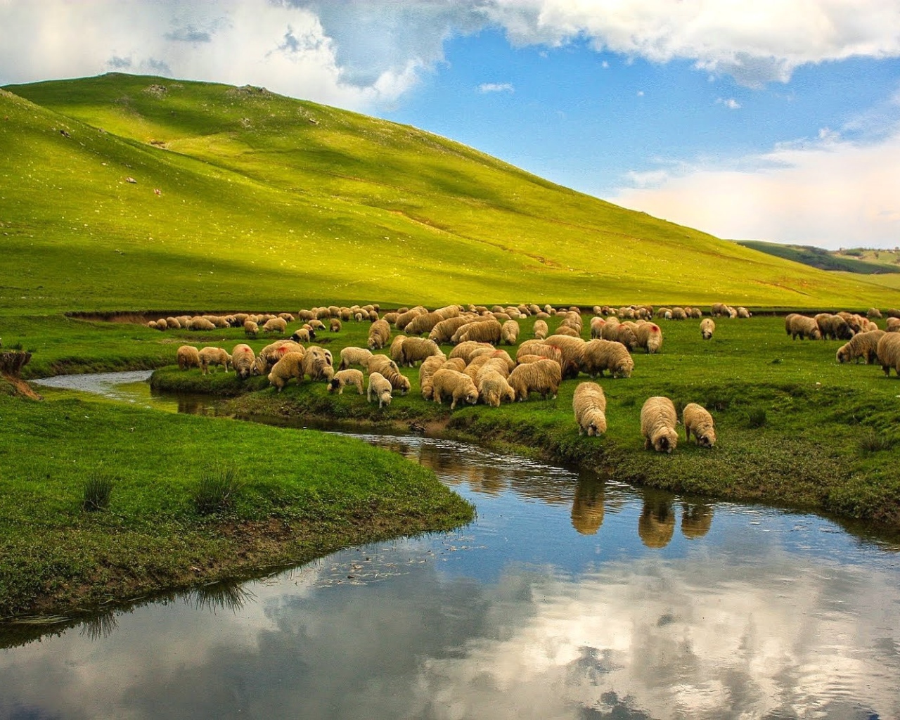 Овцы на пастбище у реки