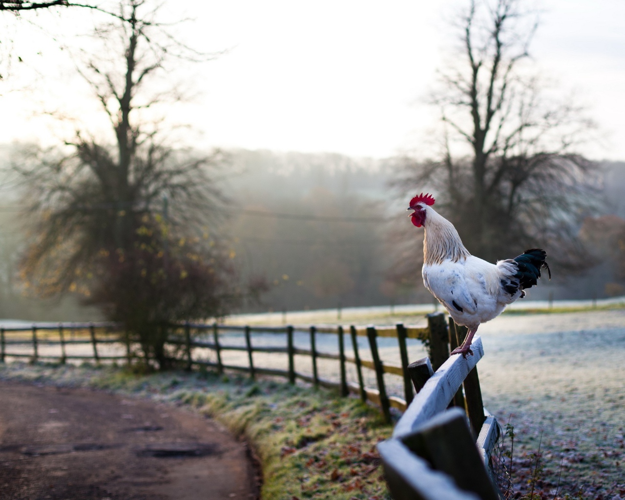 Белый петух на заборе