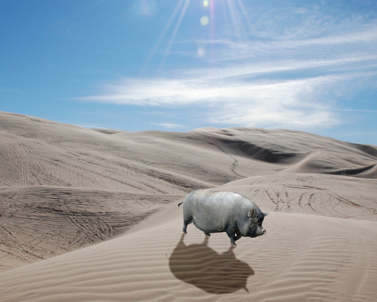 Серая свинья в пустыне