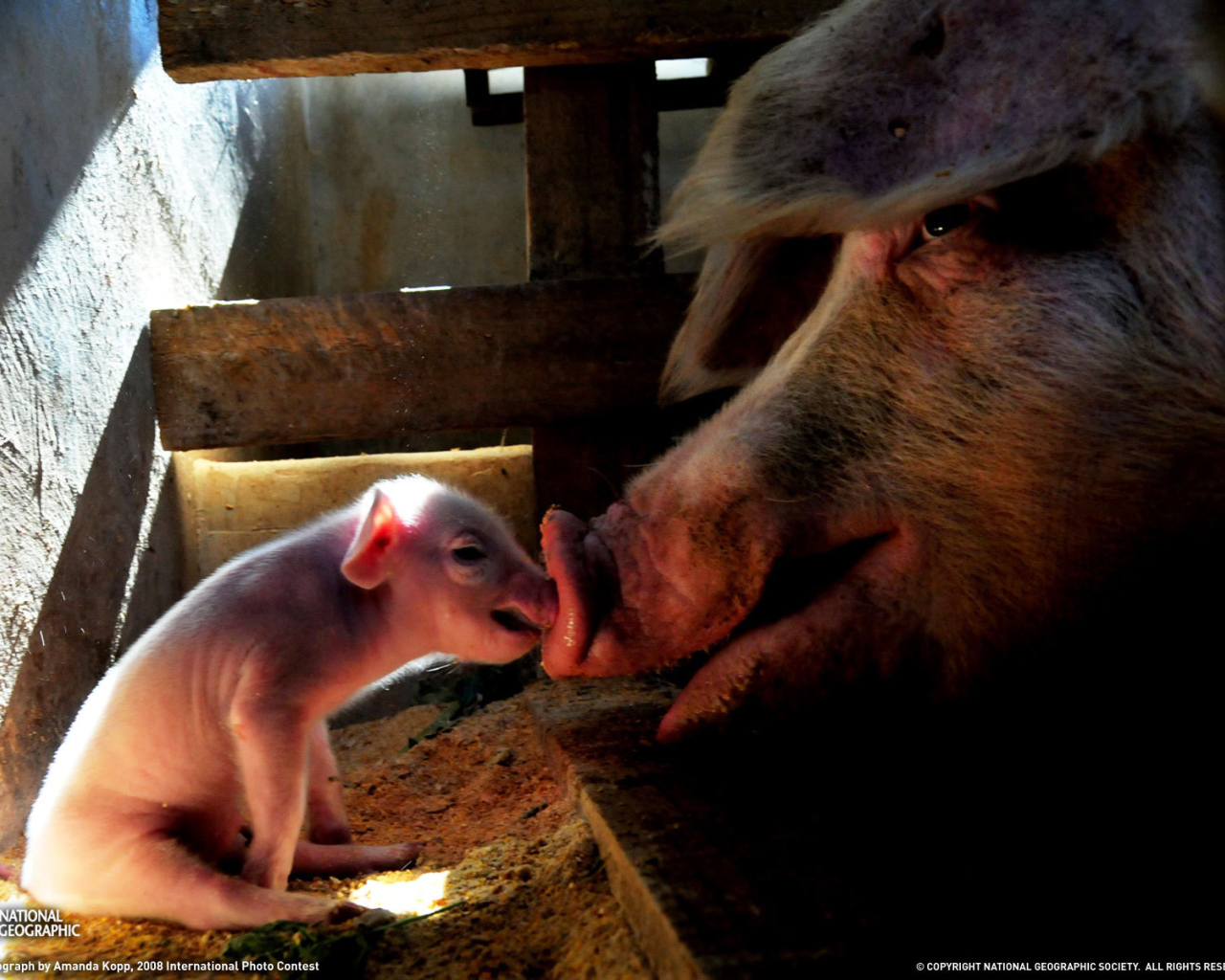 Свинья и поросенок