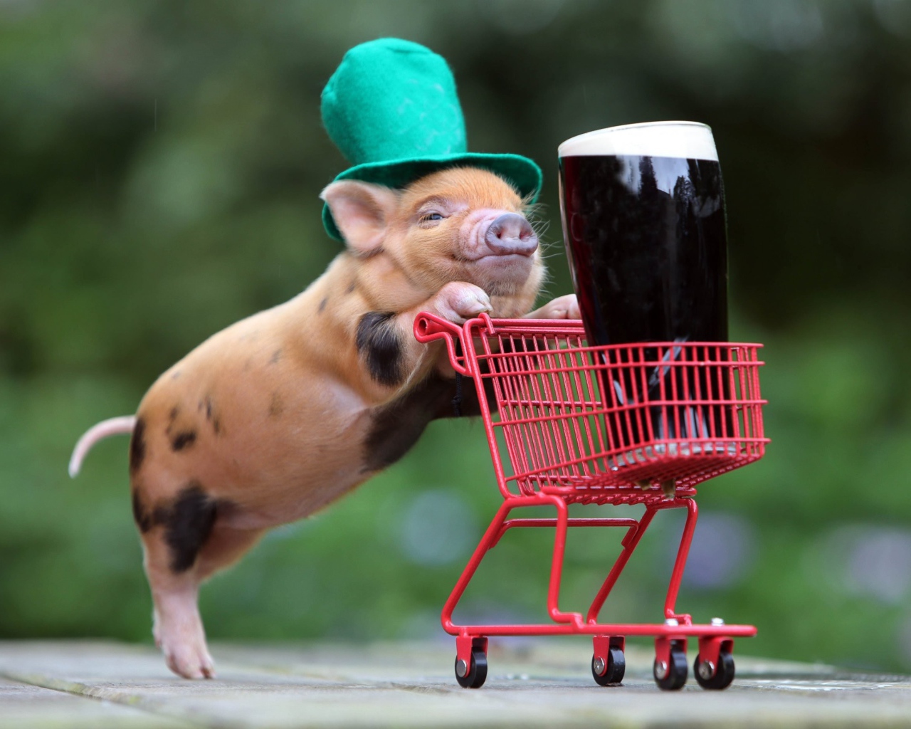 Дрессированная свинья везет корзинку