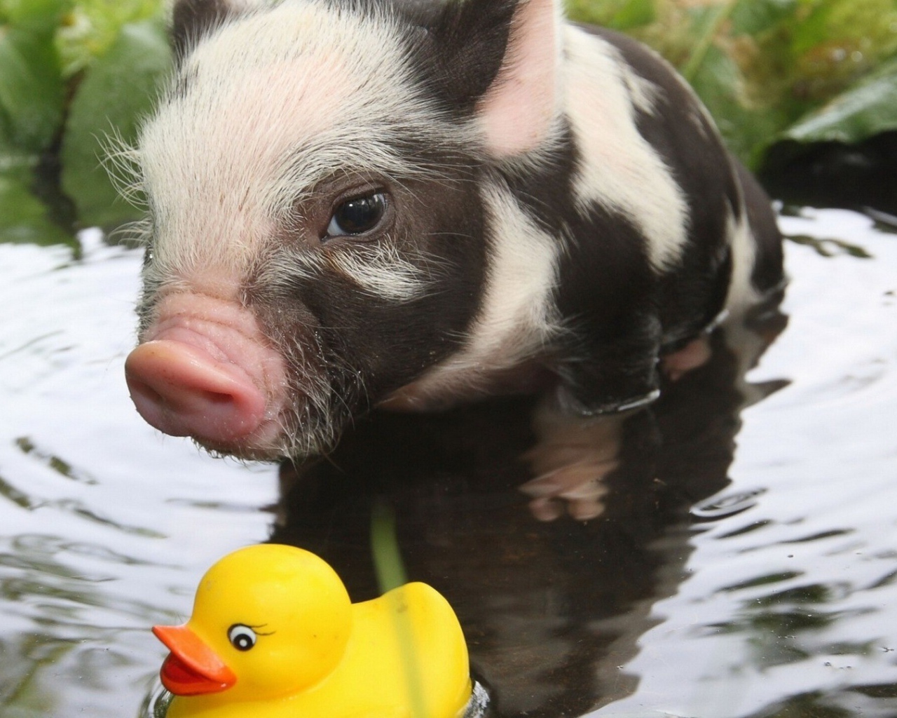Вьетнамский поросенок играет в воде