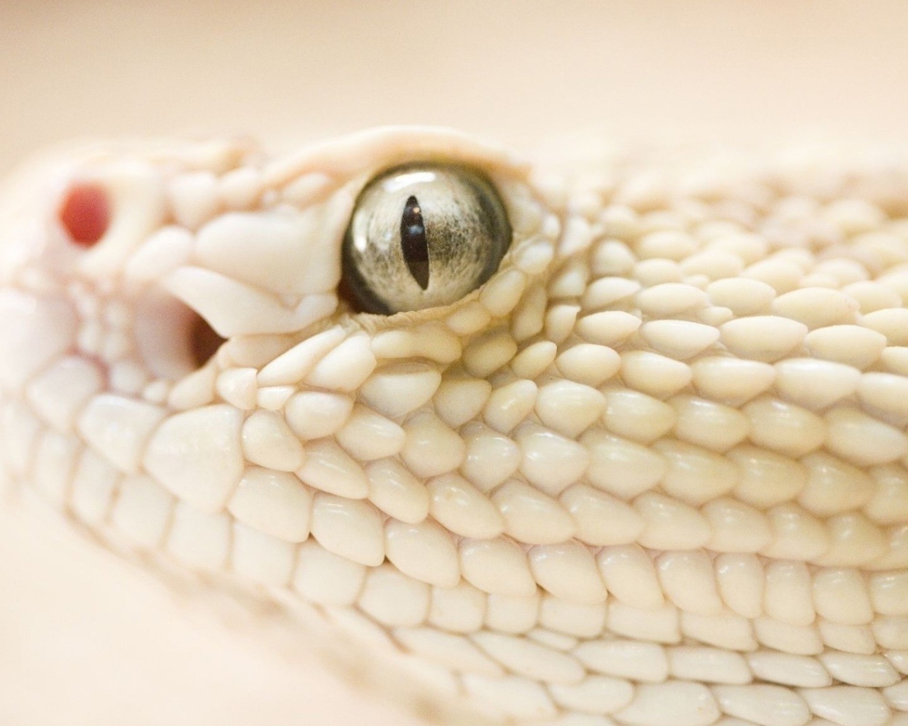 Змея альбинос на белом фоне