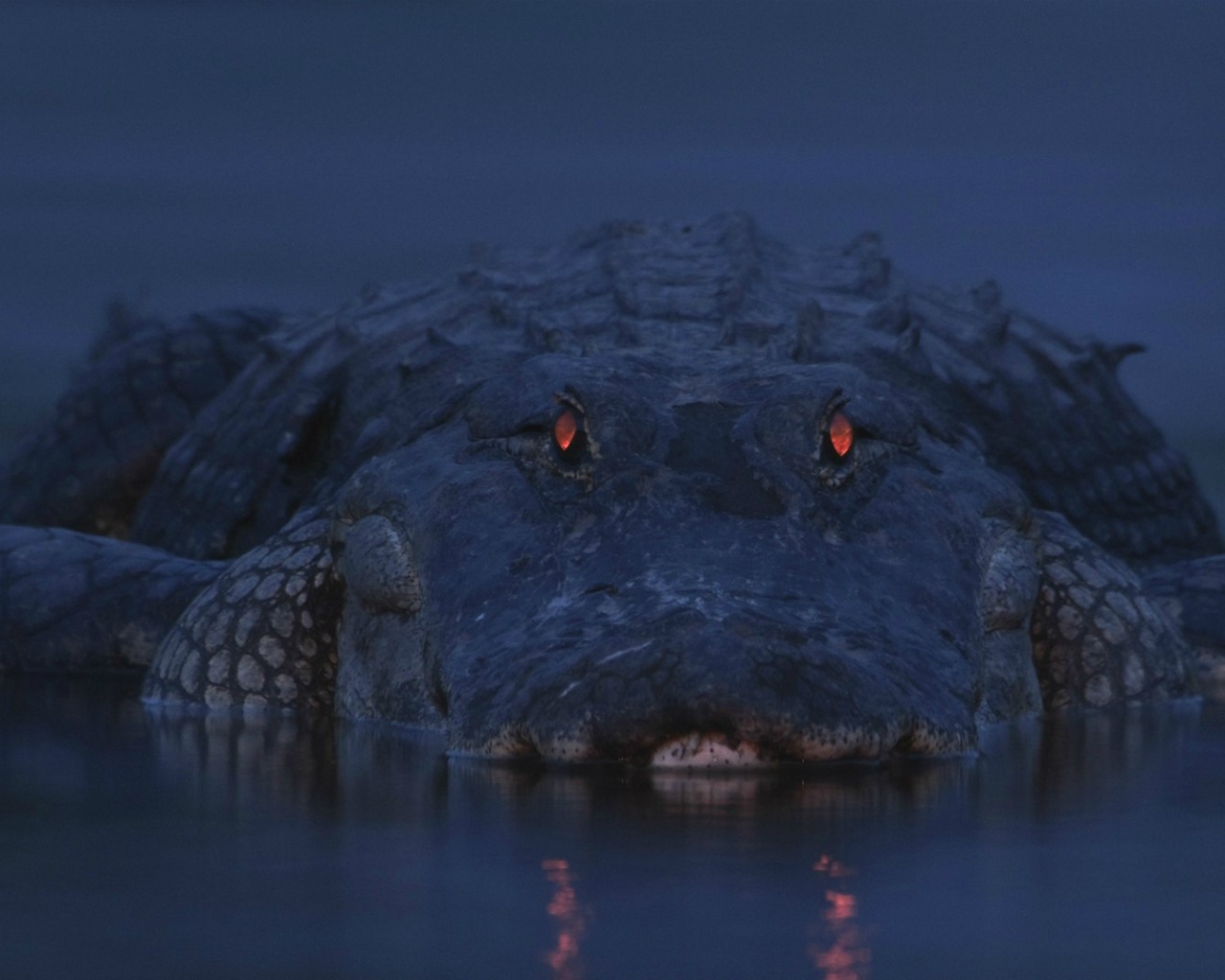 Аллигатор на берегу реки Мьякка