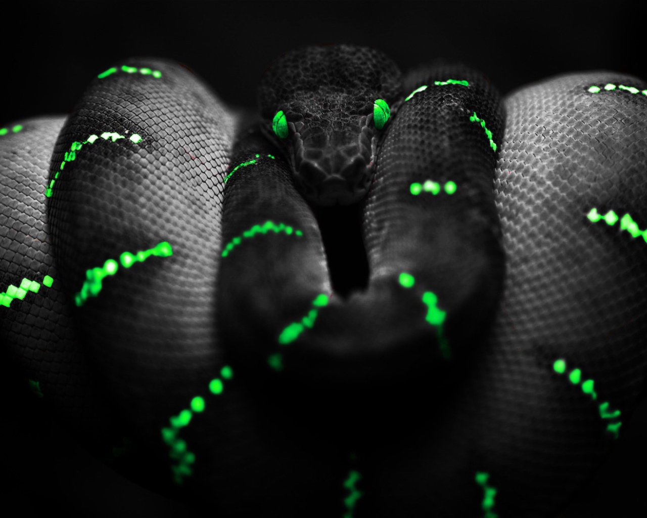 Черная змея с зелеными полосками