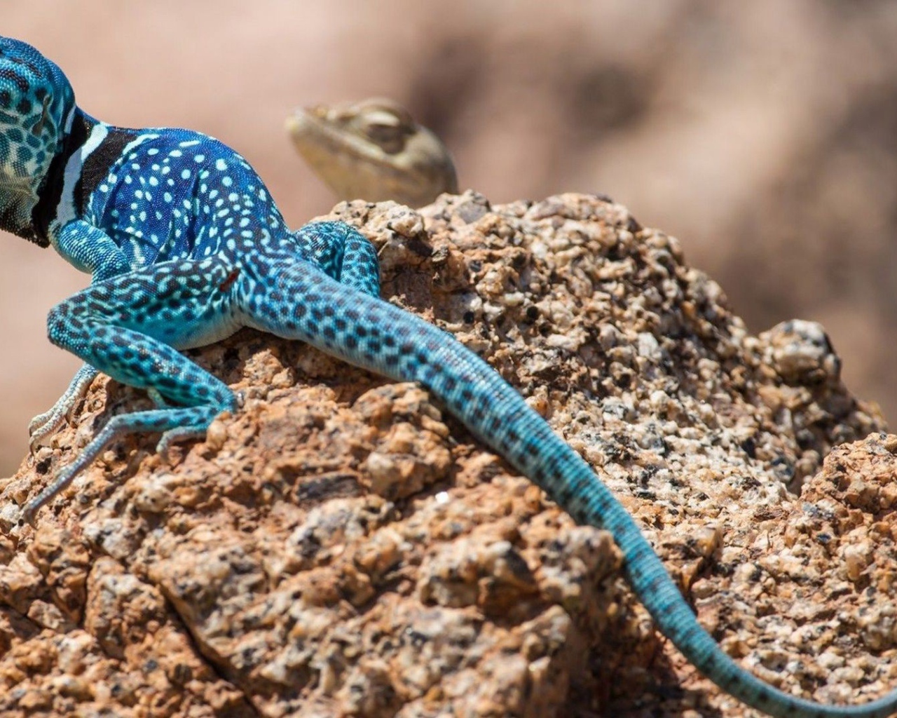 Голубая ящерица на камне