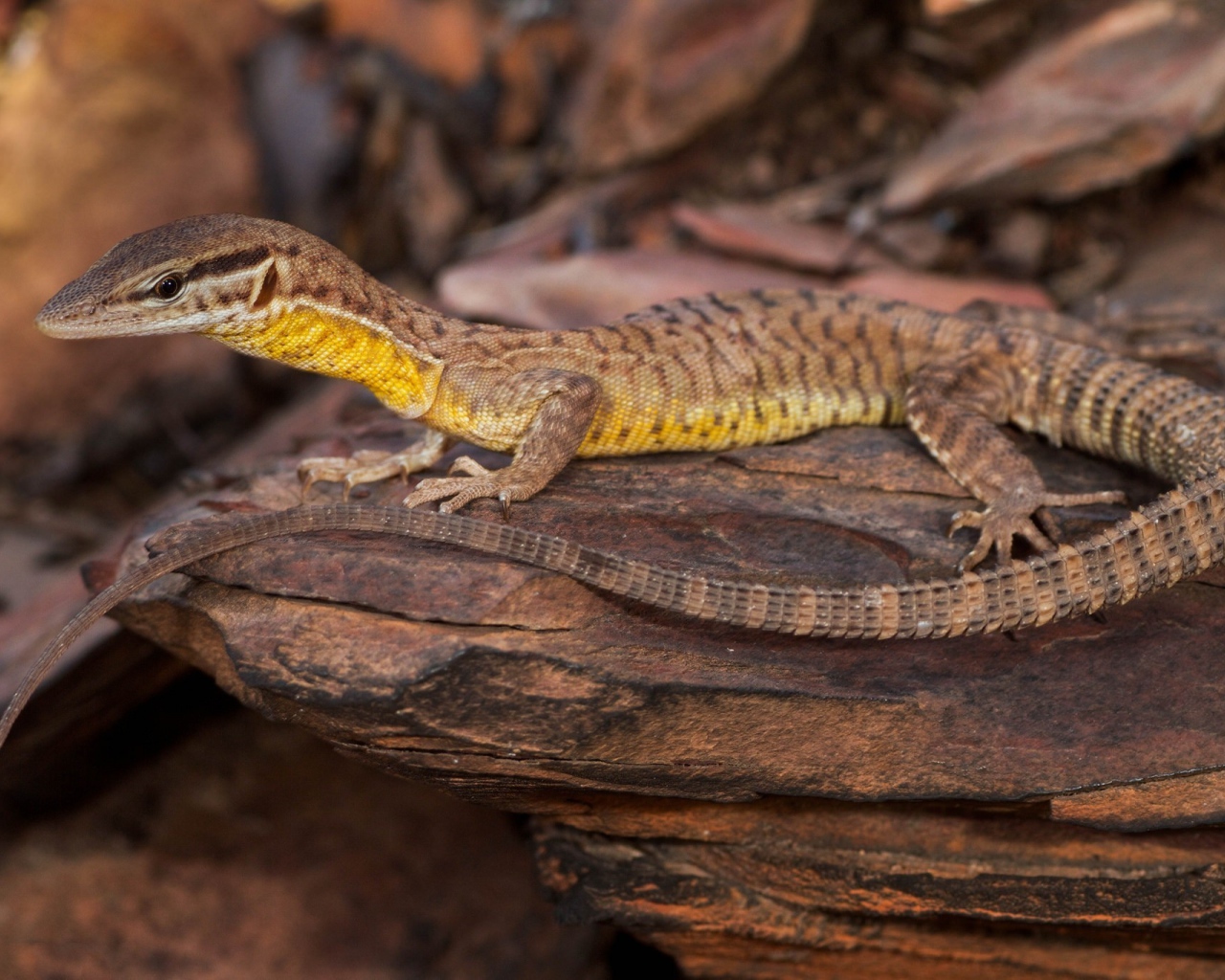 Коричневая ящерица на камне