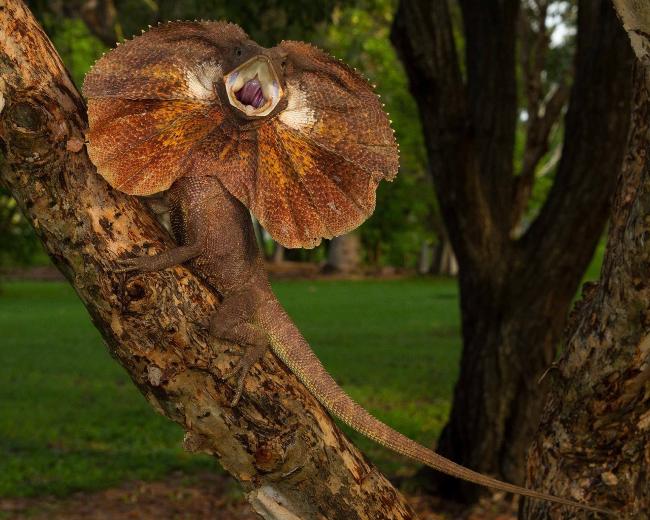 Ящерица с воротником на дереве