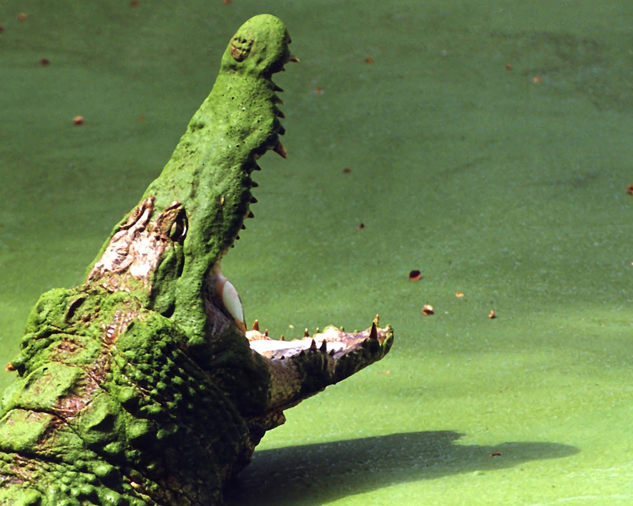 Крокодил на болоте