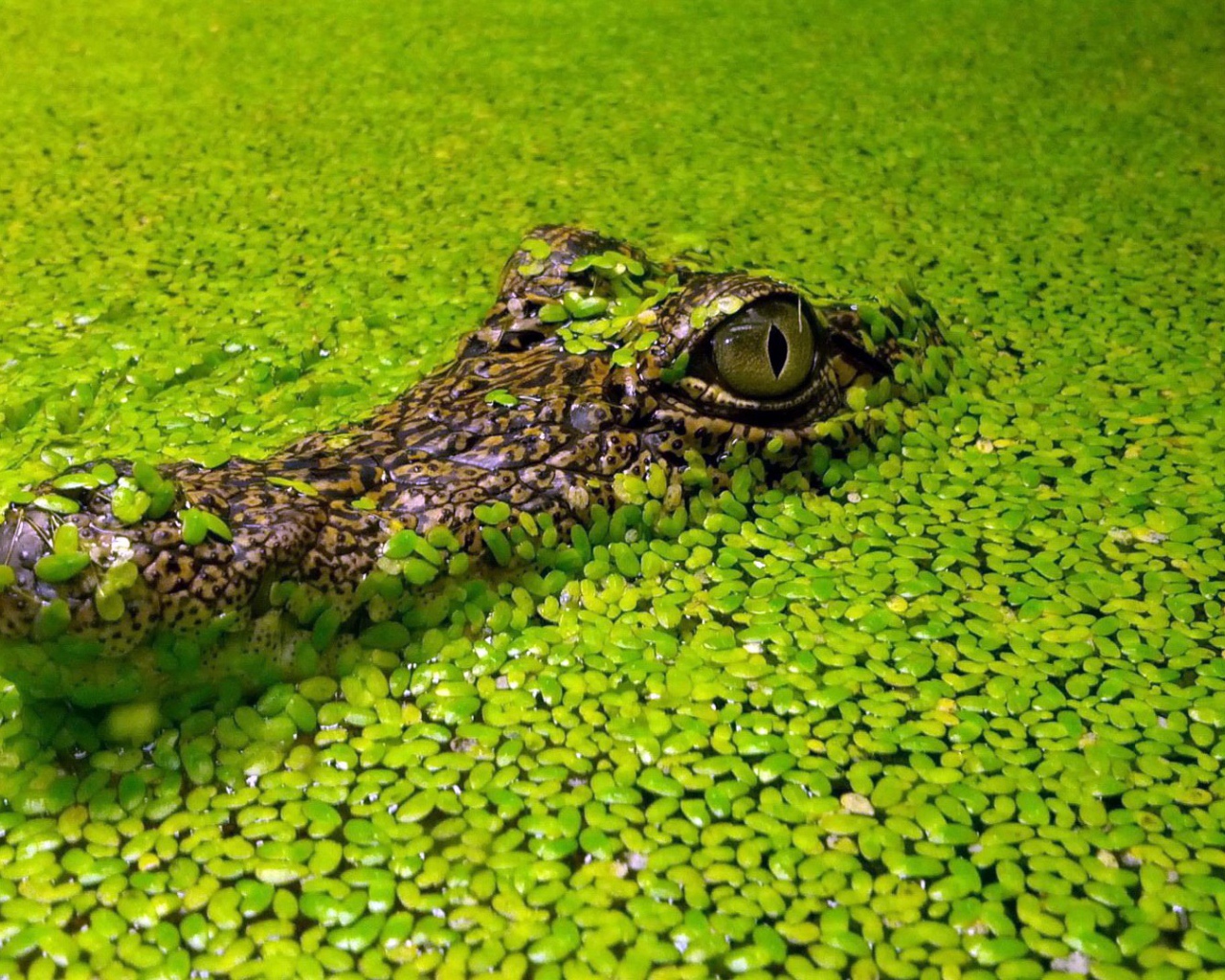 Крокодил маскируется в водных растениях