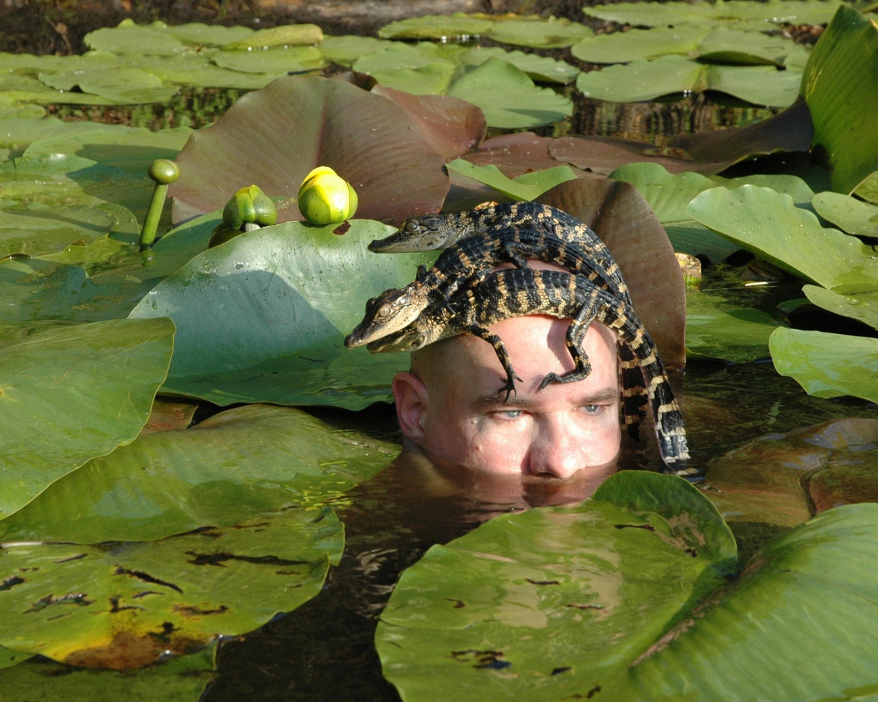 Крокодилы на голове человека