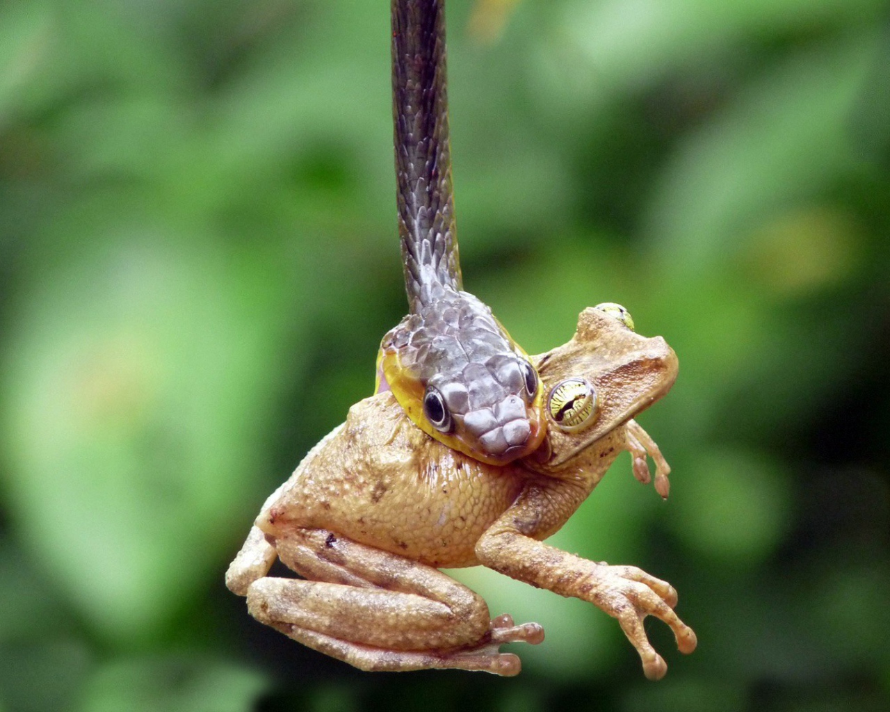 Лягушка стала добычей