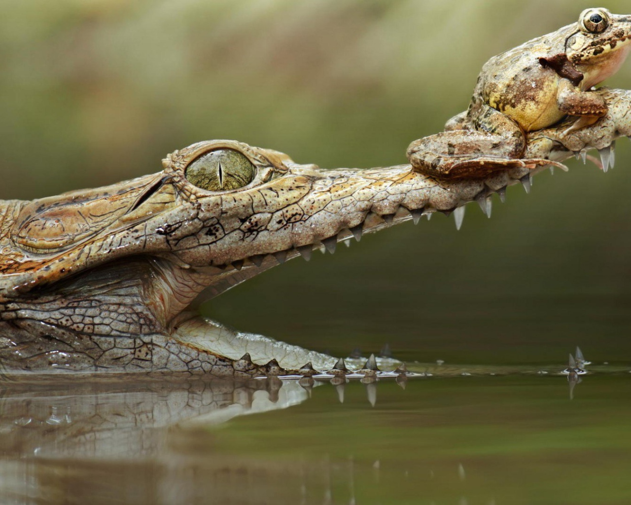 Лягушка на крокодиле