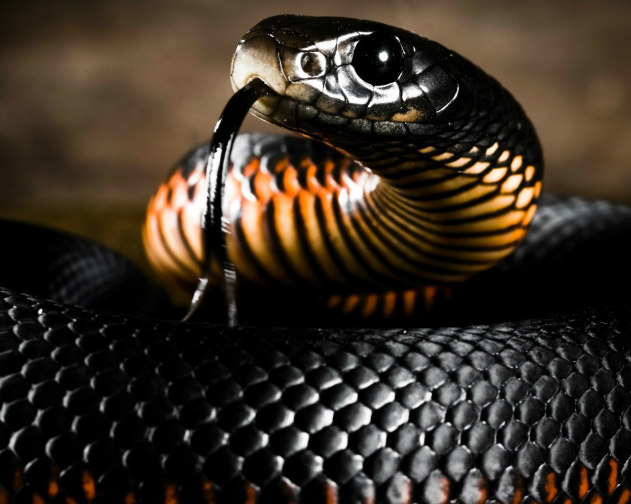 Черная блестящая змея