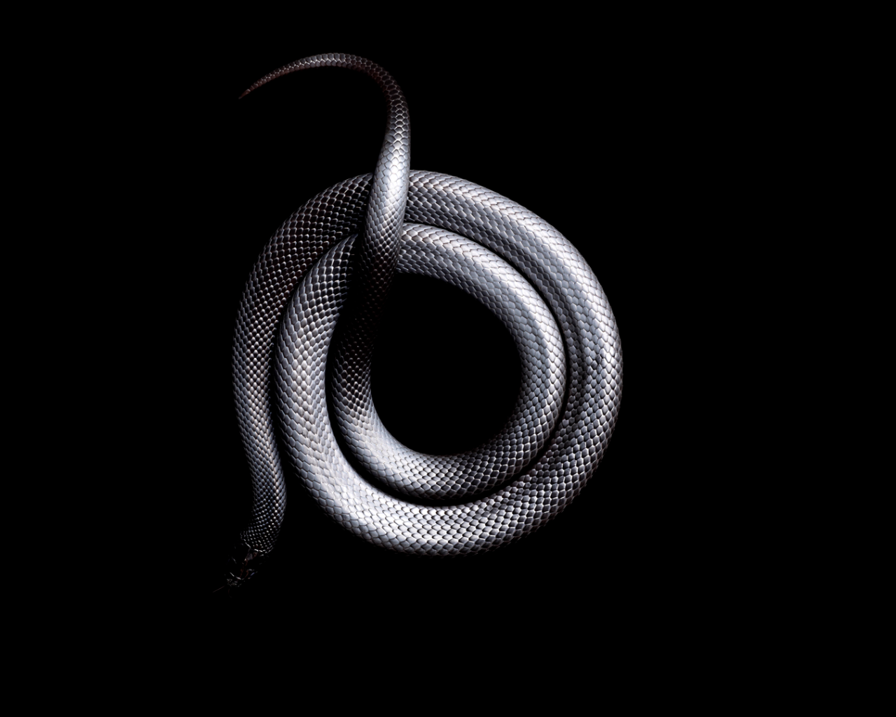 Серая змея свернулась кольцом на черном фоне