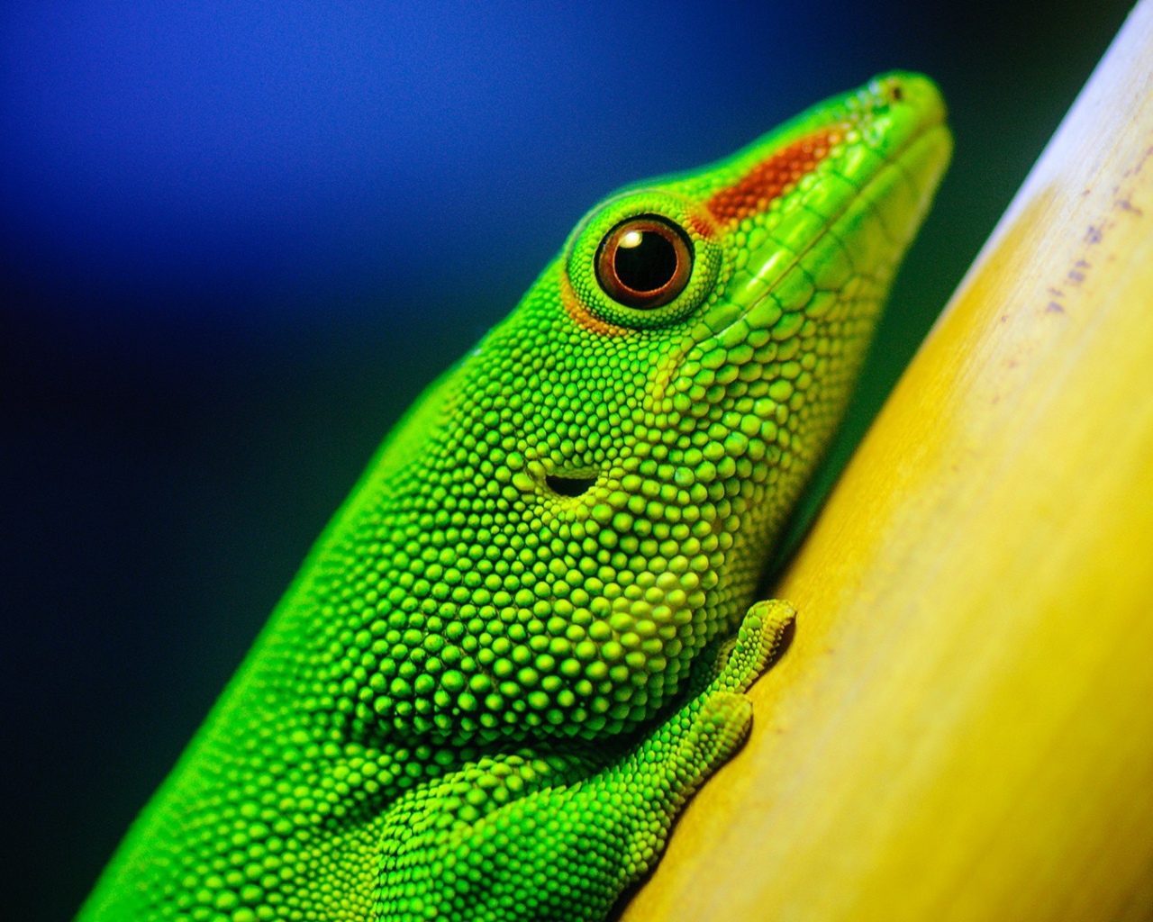 Зеленая ящерица на желтом столбе