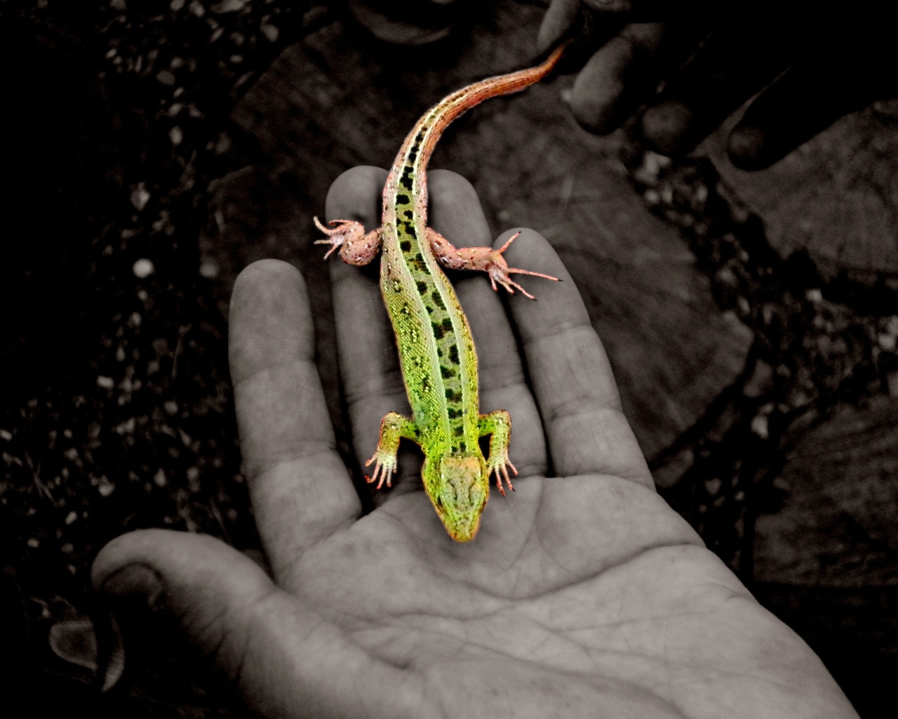 Зеленая ящерица на руке