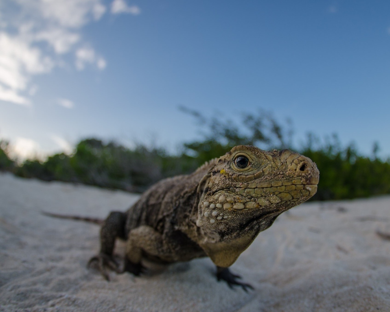 Ящерица на песке пляжа