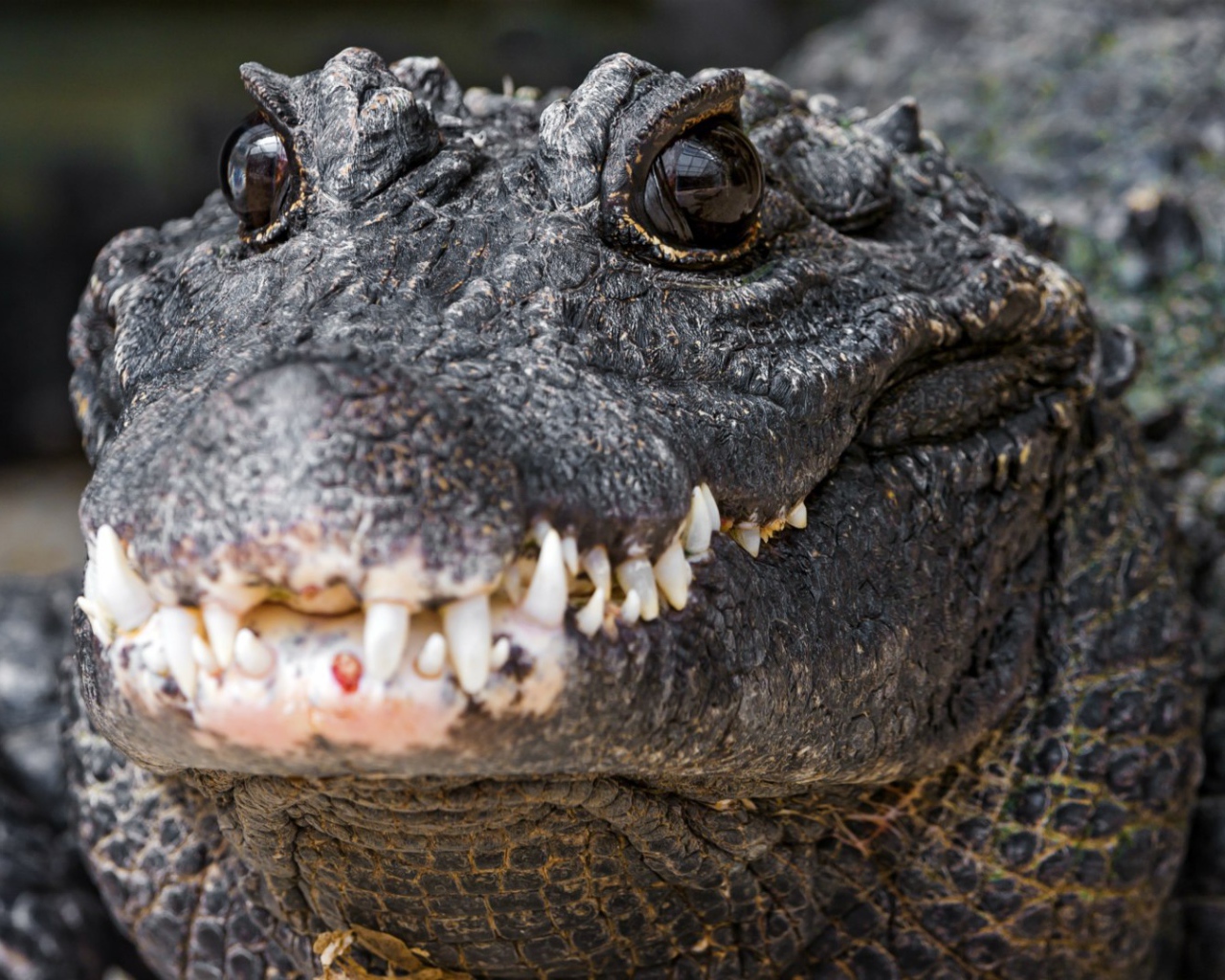 Зубы нильского крокодила