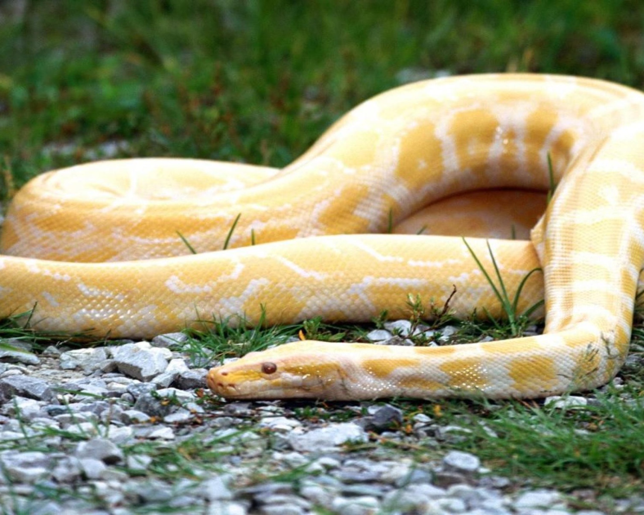 Оранжевая змея с белыми полосками