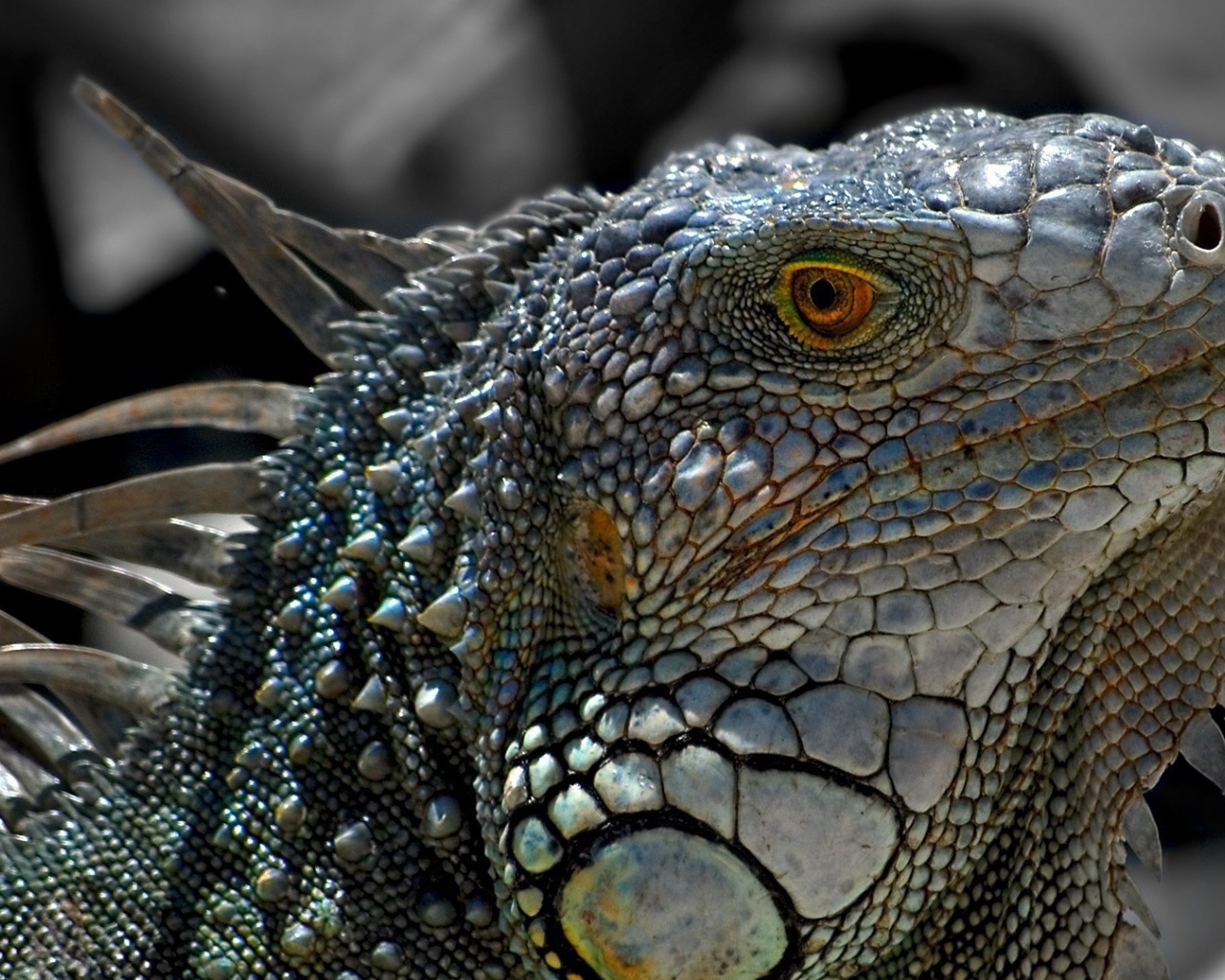 Обыкновенная серая игуана