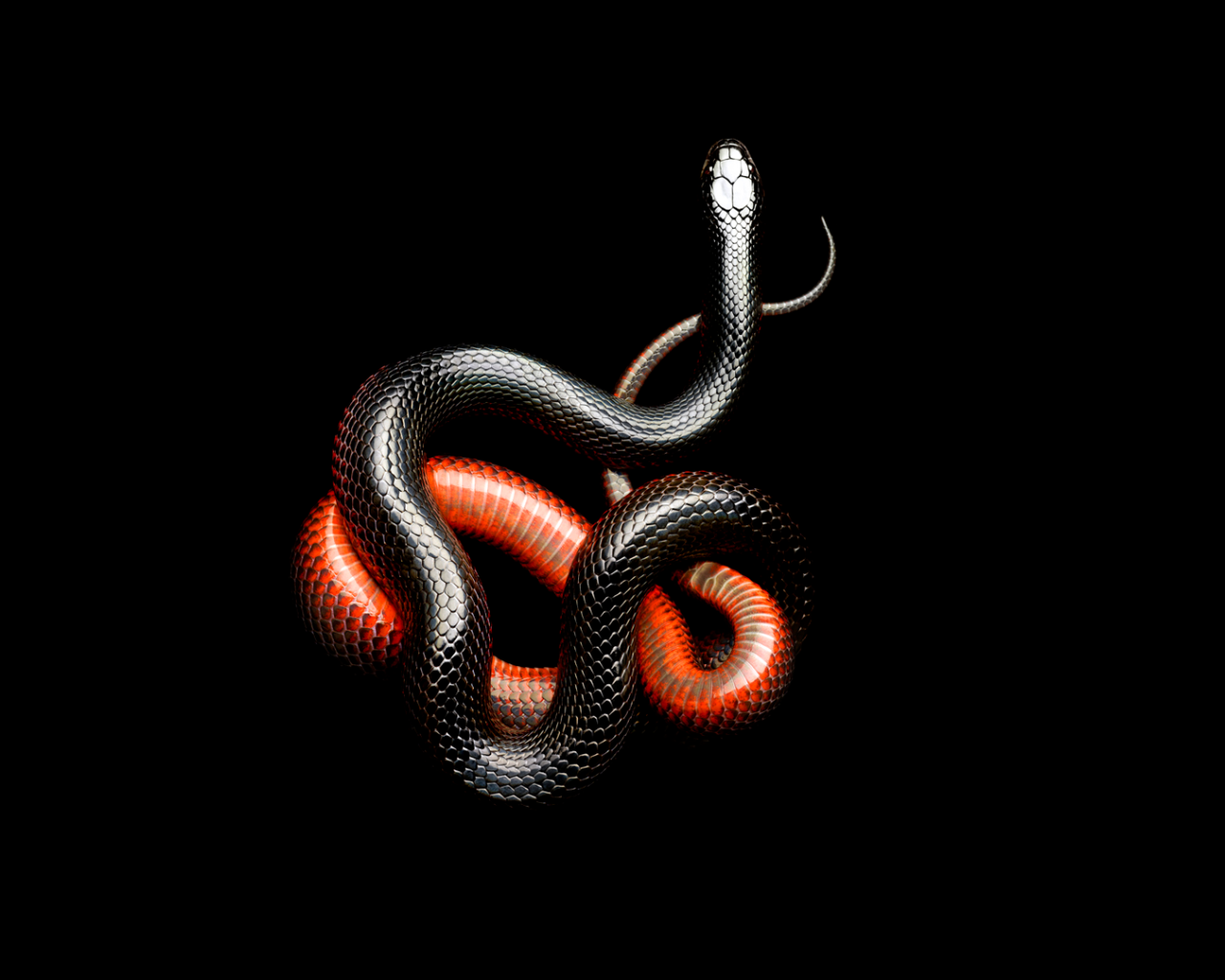 Красно черная змея на черном фоне