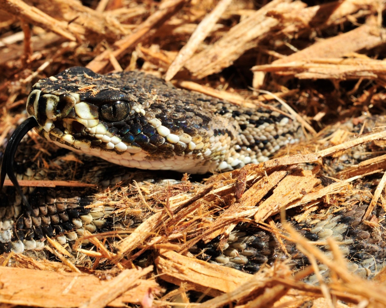 Змея в опилках