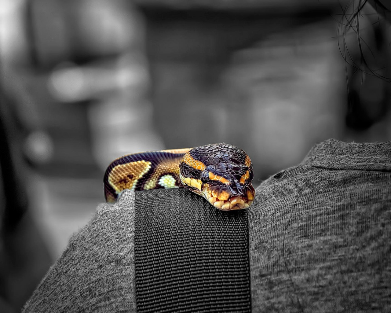 Змея на плече