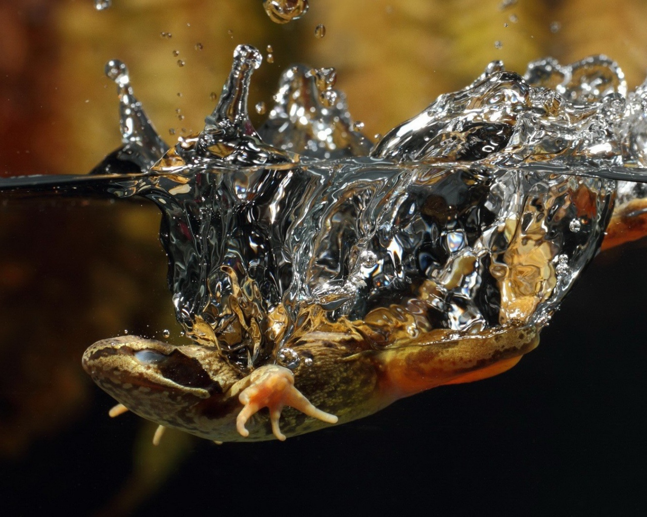 Ящерица упала в воду