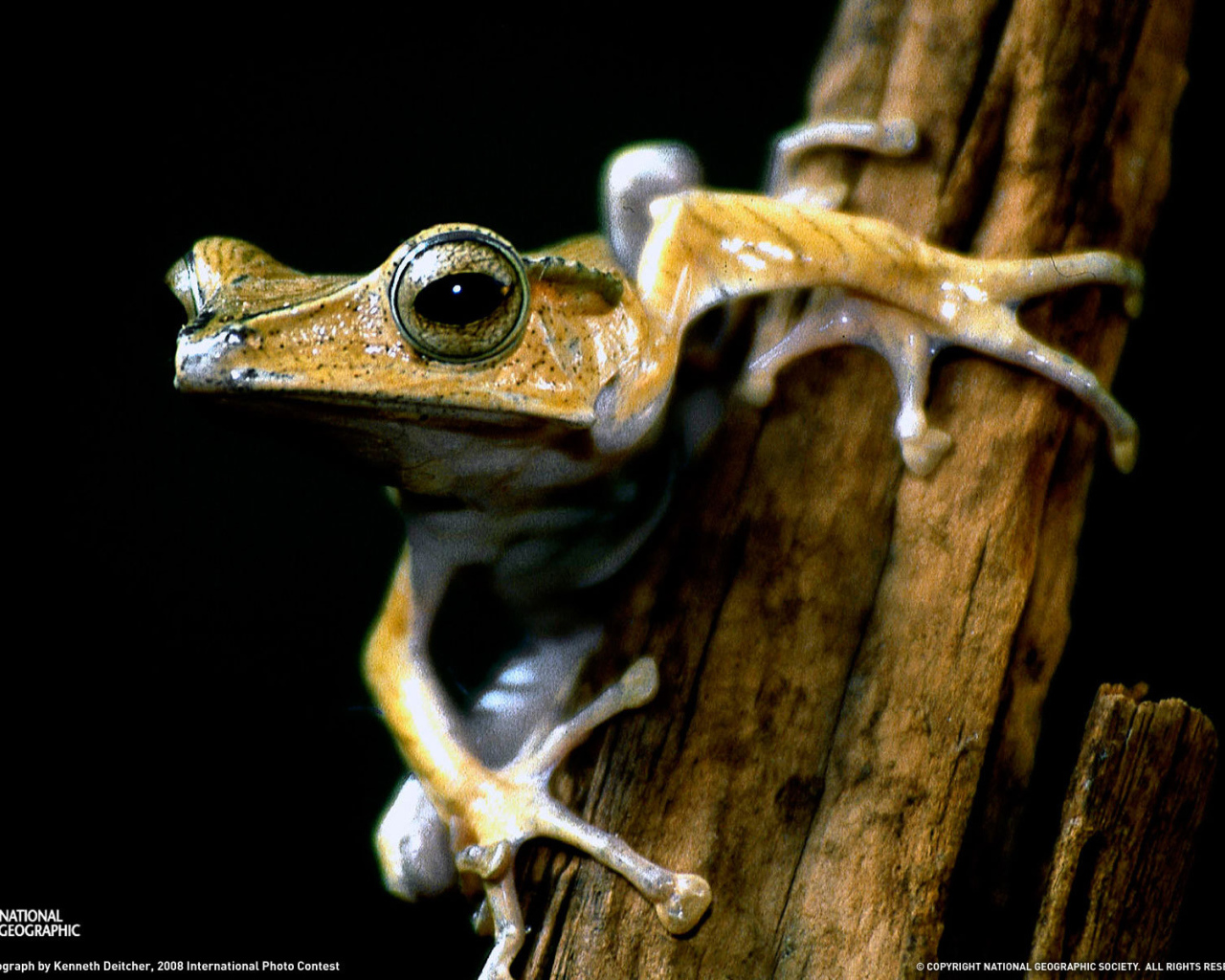 Древесная лягушка на ветке