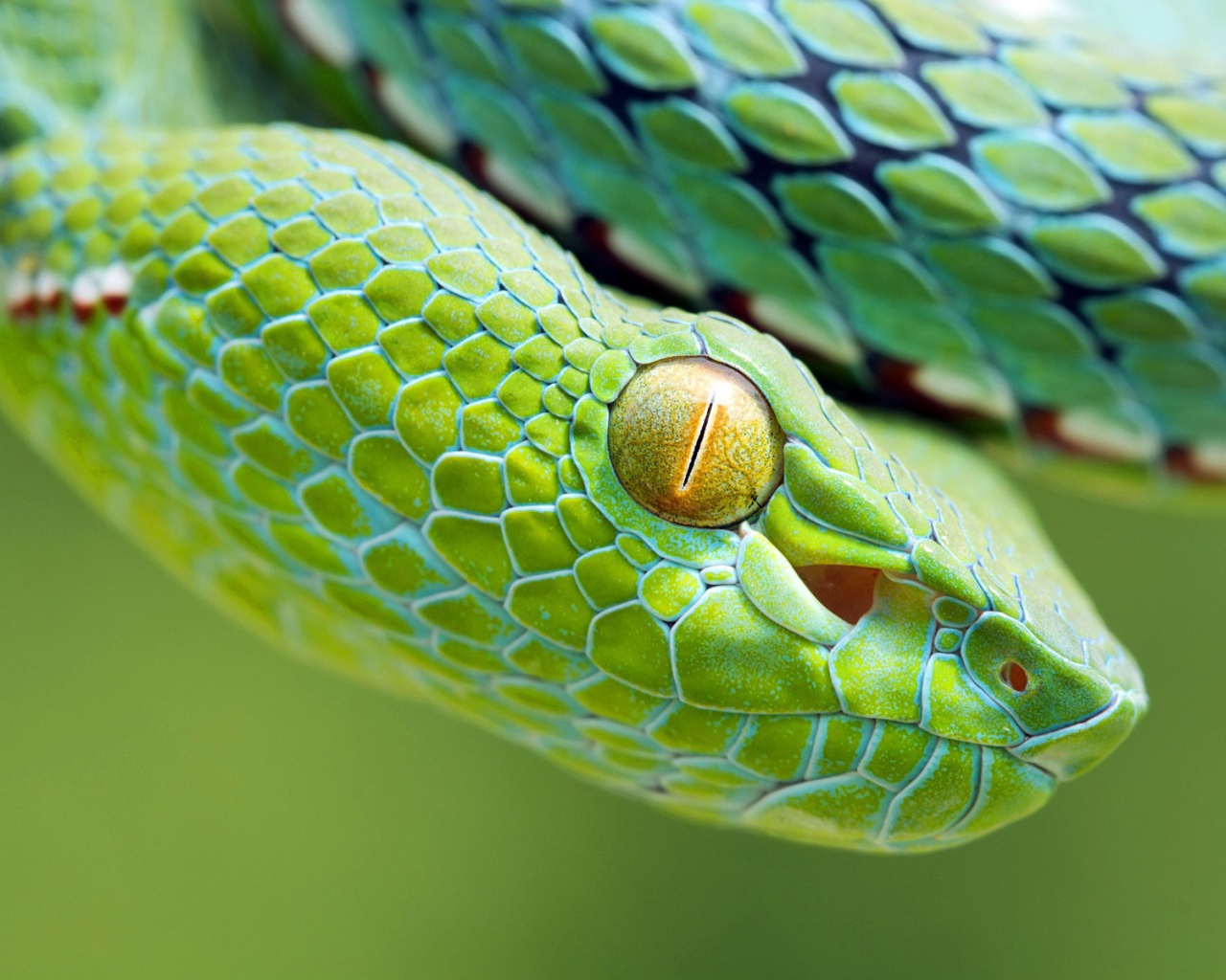 Желтый глаз зеленой змеи