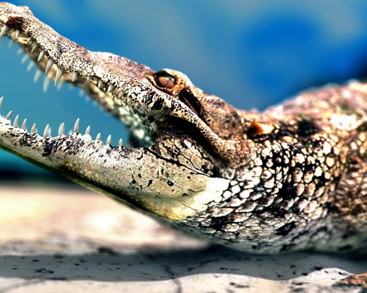 Молодой крокодил показывает зубы